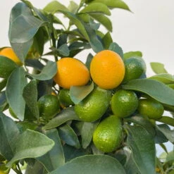 Kumquat, Stamm, Topf-Ø 22 Cm 23 Kumquat, Stamm, Topf-Ø 22 Cm -Günstiges Saat Zeit Geschäft 0630100261 KB Citrus fort marg Stamm T22 9 104206