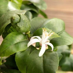 Zitronenbaum, Stamm, Topf-Ø 20 Cm, Höhe 70-80 Cm 9 Zitronenbaum, Stamm, Topf-Ø 20 Cm, Höhe 70-80 Cm -Günstiges Saat Zeit Geschäft 0630100481 Citrus limon Bluete GS624989 Citrus limon 77068