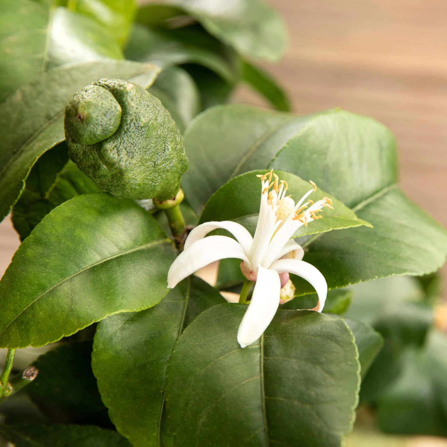 Zitronenbaum, Stamm, Topf-Ø 20 Cm, Höhe 70-80 Cm 5 Zitronenbaum, Stamm, Topf-Ø 20 Cm, Höhe 70-80 Cm – Bild 3