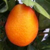 Kumquat-Clementine 'Kucle', Ministamm, Topf-Ø 15 Cm, Höhe Ca. 40 Cm -Günstiges Saat Zeit Geschäft 0630100665 KB Citrus Spalier T15 Kucle farbiger Topf H40 1 78896