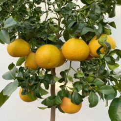 Grapefruitbaum, Stamm, Topf-Ø 22 Cm, Höhe Ca. 70 - 80 Cm -Günstiges Saat Zeit Geschäft 0630100702 KB Citrus Paradisi Stamm T33 15 104217