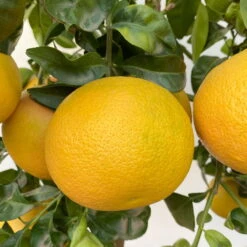 Grapefruitbaum, Stamm, Topf-Ø 22 Cm, Höhe Ca. 70 - 80 Cm -Günstiges Saat Zeit Geschäft 0630100702 KB Citrus Paradisi Stamm T33 18 104218