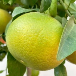 Grapefruitbaum, Stamm, Topf-Ø 22 Cm, Höhe Ca. 70 - 80 Cm -Günstiges Saat Zeit Geschäft 0630100702 KB Citrus Paradisi Stamm T33 6 104221