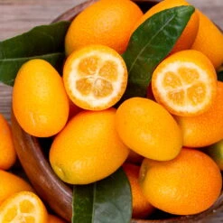 Kumquat, Stamm, Topf-Ø 22 Cm 22 Kumquat, Stamm, Topf-Ø 22 Cm -Günstiges Saat Zeit Geschäft 0630100732 KB Citrus fort marg Stamm T15 Kumquat farbiger Topf H40 WS 98115