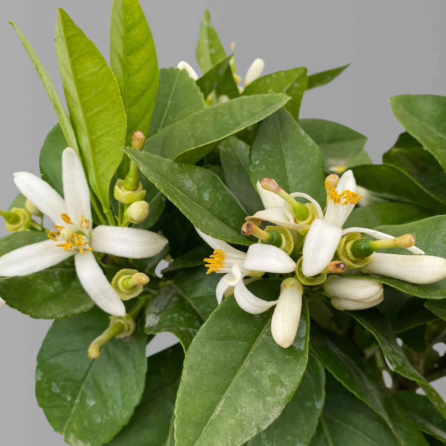 Zitrone 'Rosso', Stamm, Topf-Ø 20 Cm, Höhe Ca. 70 Cm 4 Zitrone 'Rosso', Stamm, Topf-Ø 20 Cm, Höhe Ca. 70 Cm – Bild 2