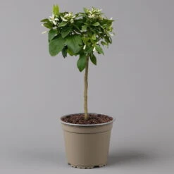 Zitrone 'Rosso', Stamm, Topf-Ø 20 Cm, Höhe Ca. 70 Cm 14 Zitrone 'Rosso', Stamm, Topf-Ø 20 Cm, Höhe Ca. 70 Cm -Günstiges Saat Zeit Geschäft 0630200006 Citrus limon Stamm 20 3162Giambo Rosso H60 2 125600