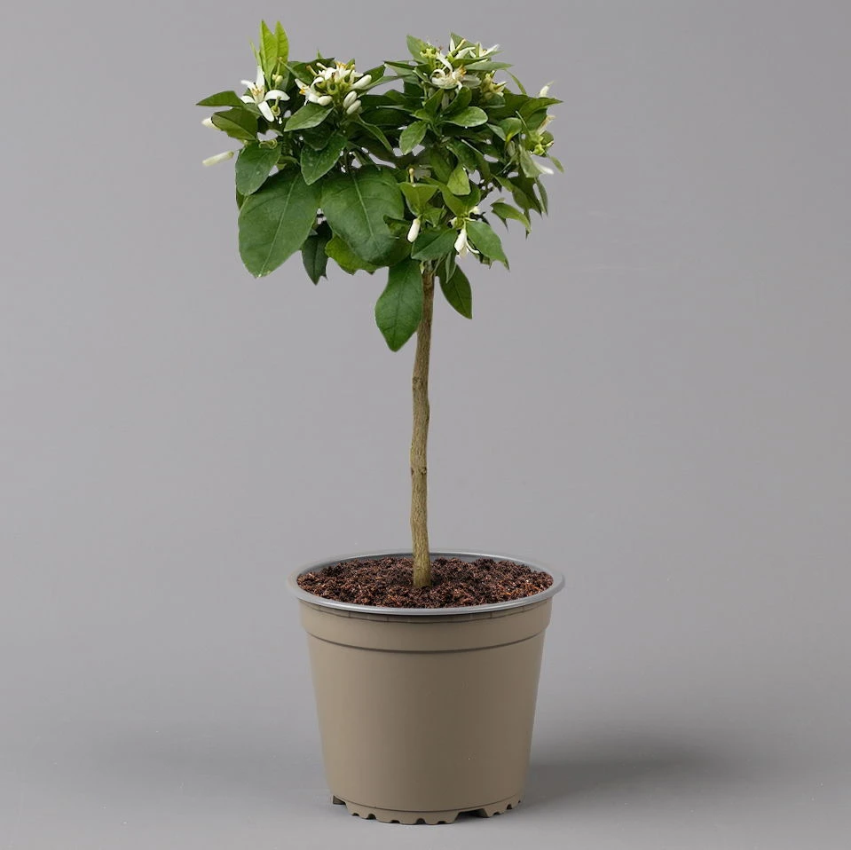 Zitrone 'Rosso', Stamm, Topf-Ø 20 Cm, Höhe Ca. 70 Cm 6 Zitrone 'Rosso', Stamm, Topf-Ø 20 Cm, Höhe Ca. 70 Cm – Bild 4