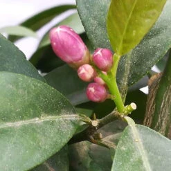 Zitrone 'Rosso', Stamm, Topf-Ø 20 Cm, Höhe Ca. 70 Cm 17 Zitrone 'Rosso', Stamm, Topf-Ø 20 Cm, Höhe Ca. 70 Cm -Günstiges Saat Zeit Geschäft 0630200006 Citrus limon Stamm T20 H60 80 Rosso 4 78899