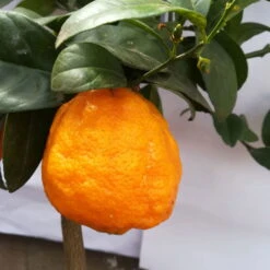 Zitrone 'Rosso', Stamm, Topf-Ø 20 Cm, Höhe Ca. 70 Cm 13 Zitrone 'Rosso', Stamm, Topf-Ø 20 Cm, Höhe Ca. 70 Cm -Günstiges Saat Zeit Geschäft 0630200006 Citrus limon Stamm T20 H60 80 Rosso 6 78897