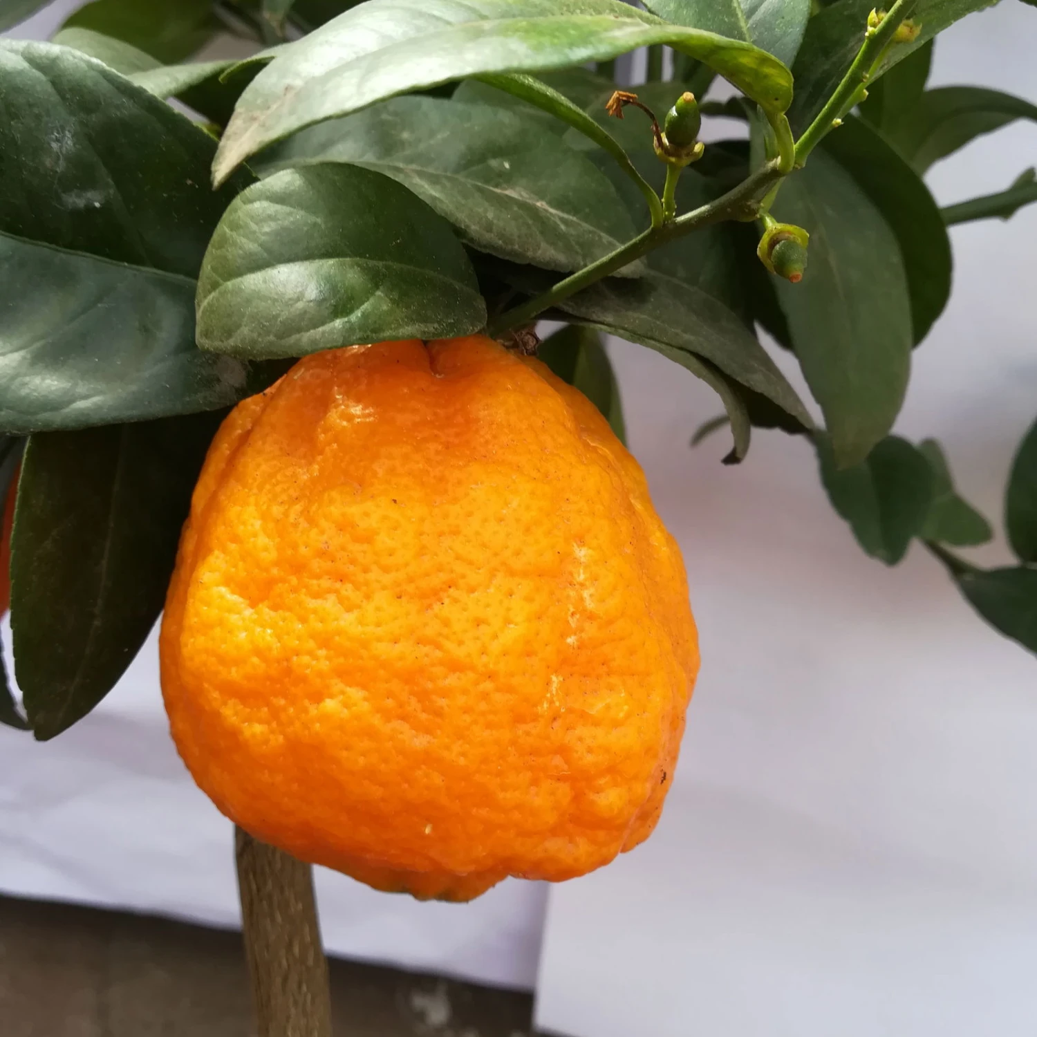 Zitrone 'Rosso', Stamm, Topf-Ø 20 Cm, Höhe Ca. 70 Cm 5 Zitrone 'Rosso', Stamm, Topf-Ø 20 Cm, Höhe Ca. 70 Cm – Bild 3