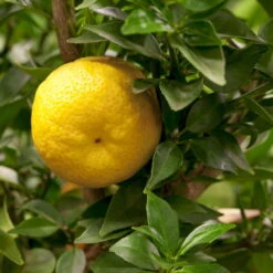 Citrus Myrtifolia, Stamm, Topf-Ø 20 Cm, Höhe Ca. 60 Cm -Günstiges Saat Zeit Geschäft 0630400005 Citrus myrtifolia Stamm T20 1 104274