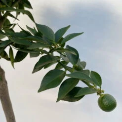 Citrus Myrtifolia, Stamm, Topf-Ø 20 Cm, Höhe Ca. 60 Cm -Günstiges Saat Zeit Geschäft 0630400005 Citrus myrtifolia Stamm T20 7 104276