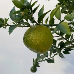 Citrus Myrtifolia, Stamm, Topf-Ø 20 Cm, Höhe Ca. 60 Cm -Günstiges Saat Zeit Geschäft 0630400005 Citrus myrtifolia Stamm T20 8 104275