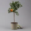 Citrus Myrtifolia, Stamm, Topf-Ø 20 Cm, Höhe Ca. 60 Cm -Günstiges Saat Zeit Geschäft 0630400005 Citrus myrtifolia Stamm T20 Chinotto H60 1 125605