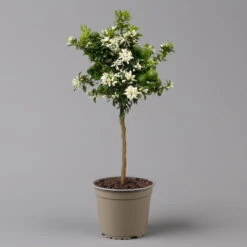 Citrus Myrtifolia, Stamm, Topf-Ø 20 Cm, Höhe Ca. 60 Cm -Günstiges Saat Zeit Geschäft 0630400005 Citrus myrtifolia Stamm T20 Chinotto H60 2 125609