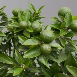 Citrus Myrtifolia, Stamm, Topf-Ø 20 Cm, Höhe Ca. 60 Cm -Günstiges Saat Zeit Geschäft 0630400005 Citrus myrtifolia Stamm T20 Chinotto H60 5 125608