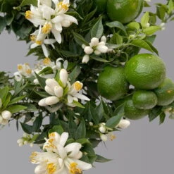 Citrus Myrtifolia, Stamm, Topf-Ø 20 Cm, Höhe Ca. 60 Cm -Günstiges Saat Zeit Geschäft 0630400005 Citrus myrtifolia Stamm T20 Chinotto H60 6 125610