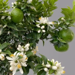 Citrus Myrtifolia, Stamm, Topf-Ø 20 Cm, Höhe Ca. 60 Cm -Günstiges Saat Zeit Geschäft 0630400005 Citrus myrtifolia Stamm T20 Chinotto H60 7 125607