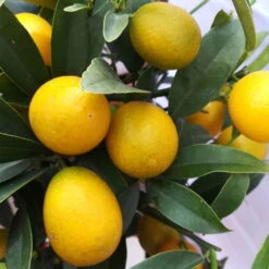 Kumquat, Stamm, Topf-Ø 22 Cm 20 Kumquat, Stamm, Topf-Ø 22 Cm -Günstiges Saat Zeit Geschäft 0630400015 Citrus fort margarita Stamm T20 H60 70 Kumquat farbiger Topf 1 78903