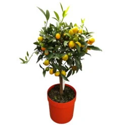 Kumquat, Stamm, Topf-Ø 22 Cm 17 Kumquat, Stamm, Topf-Ø 22 Cm -Günstiges Saat Zeit Geschäft 0630400015 Citrus fort margarita Stamm T20 H60 70 Kumquat farbiger Topf 2 79071