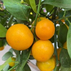 Calamondin, Stamm, Topf-Ø 24 Cm, Höhe Ca. 100 - 140 Cm -Günstiges Saat Zeit Geschäft 0630400020 Citrus madurensis Stamm T24 8 104280