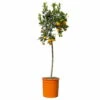 Calamondin, Stamm, Topf-Ø 24 Cm, Höhe Ca. 100 - 140 Cm -Günstiges Saat Zeit Geschäft 0630400020 Citrus madurensis Stamm T24 1 114169