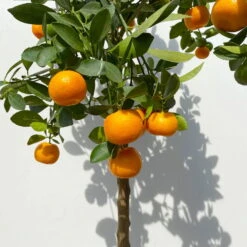Calamondin, Stamm, Topf-Ø 24 Cm, Höhe Ca. 100 - 140 Cm -Günstiges Saat Zeit Geschäft 0630400020 Citrus madurensis Stamm T24 3 114142