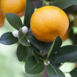 Kumquat, Stamm, Topf-Ø 22 Cm 21 Kumquat, Stamm, Topf-Ø 22 Cm -Günstiges Saat Zeit Geschäft 0630400068 0630400074 Citrus Calamondin 1 98319