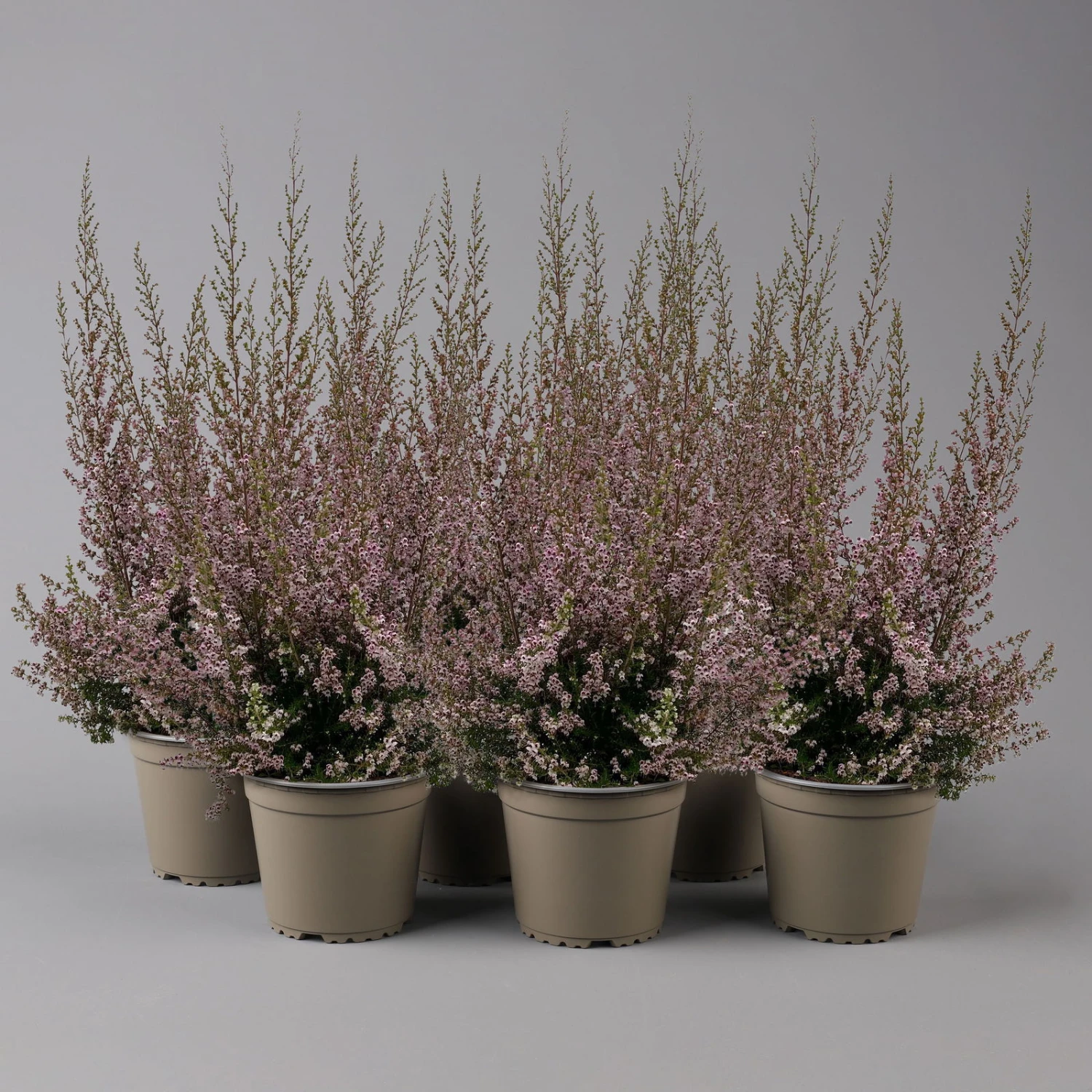 Erica Sparsa Bunt, Farbe Nach Verfügbarkeit, Topf-Ø 12cm, 6er-Set 3 Erica Sparsa Bunt, Farbe Nach Verfügbarkeit, Topf-Ø 12cm, 6er-Set