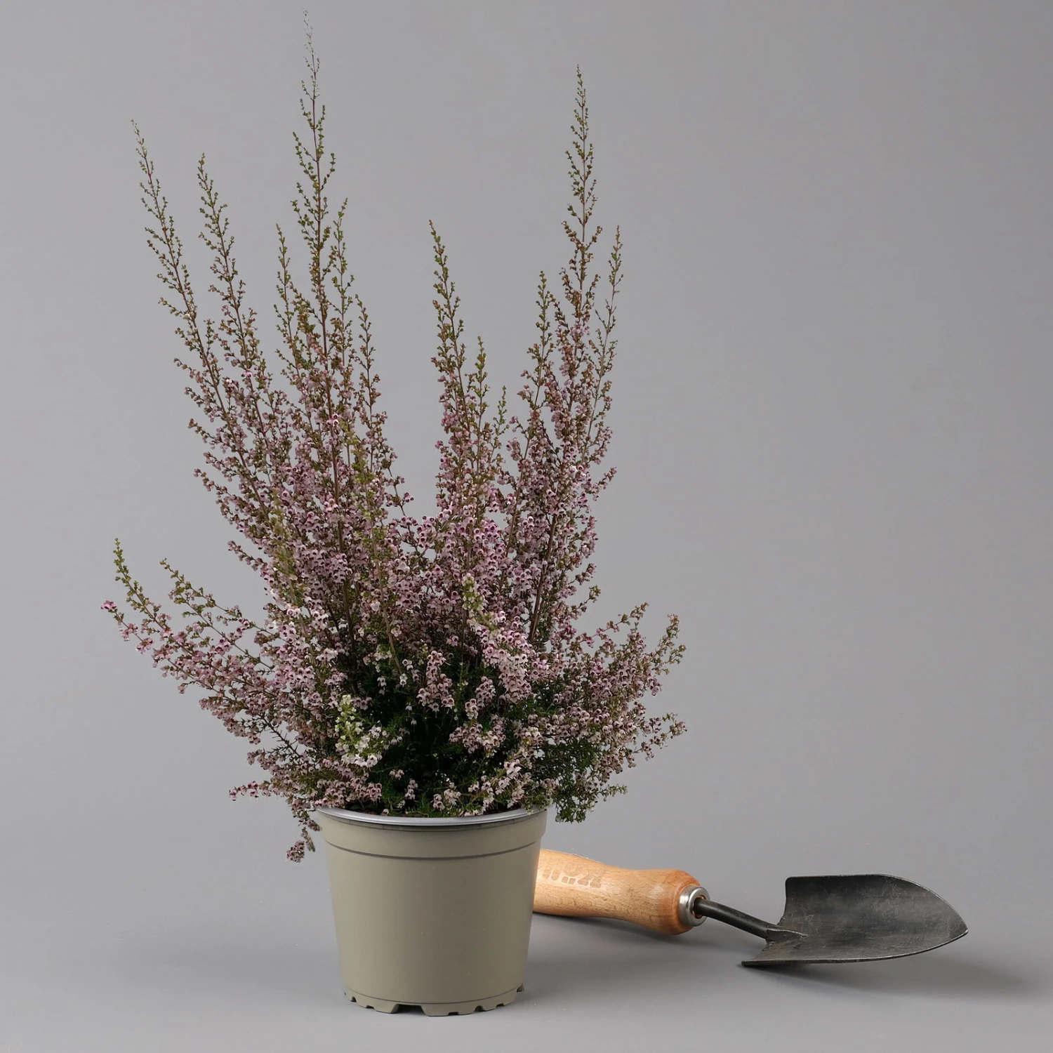 Erica Sparsa Bunt, Farbe Nach Verfügbarkeit, Topf-Ø 12cm, 6er-Set 5 Erica Sparsa Bunt, Farbe Nach Verfügbarkeit, Topf-Ø 12cm, 6er-Set – Bild 3