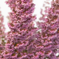 Erica Sparsa Bunt, Farbe Nach Verfügbarkeit, Topf-Ø 12cm, 6er-Set 14 Erica Sparsa Bunt, Farbe Nach Verfügbarkeit, Topf-Ø 12cm, 6er-Set -Günstiges Saat Zeit Geschäft 0651100047 Erica sparsa T12 6er Set1 97938