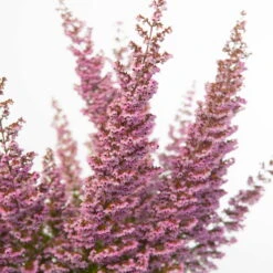 Erica Sparsa Bunt, Farbe Nach Verfügbarkeit, Topf-Ø 12cm, 6er-Set 16 Erica Sparsa Bunt, Farbe Nach Verfügbarkeit, Topf-Ø 12cm, 6er-Set -Günstiges Saat Zeit Geschäft 0651100047 Erica sparsa T12 6er Set2 97939