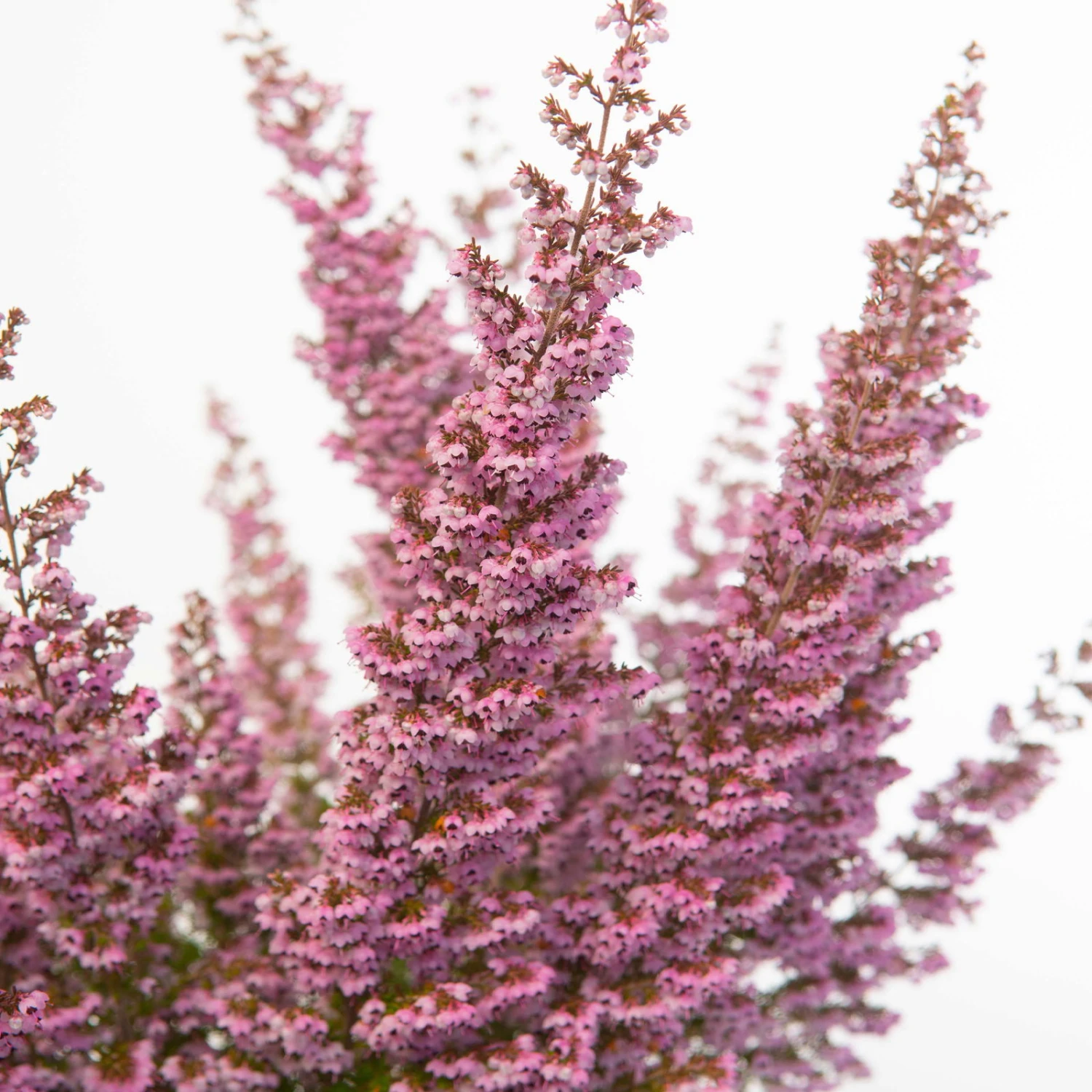 Erica Sparsa Bunt, Farbe Nach Verfügbarkeit, Topf-Ø 12cm, 6er-Set 8 Erica Sparsa Bunt, Farbe Nach Verfügbarkeit, Topf-Ø 12cm, 6er-Set – Bild 6