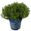 Hebe 'Green Boys®', Topf-Ø 6 Cm, 12er-Set -Günstiges Saat Zeit Geschäft 0664400080 Hebe Green Boys Mini T6 12er Set 2 116179