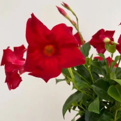 Dipladenie Rot, Busch, Topf-Ø 13/14 Cm, 3er-Set -Günstiges Saat Zeit Geschäft 0670110216 Dipladenia Busch rot 3er Set 4 111028