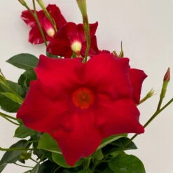 Dipladenie Rot, Busch, Topf-Ø 13/14 Cm, 3er-Set -Günstiges Saat Zeit Geschäft 0670110216 Dipladenia Busch rot 3er Set 5 111027