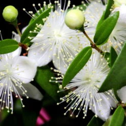 Myrte Weiß, Stamm, Topf-Ø 19 Cm -Günstiges Saat Zeit Geschäft 0670200102 0670200103 0670200105 0670200111 Myrtus microphylla T19 Stamm 109764