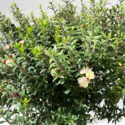 Myrte Weiß, Stamm, Topf-Ø 19 Cm -Günstiges Saat Zeit Geschäft 0670200102 Myrtus microphylla T19 4 112226