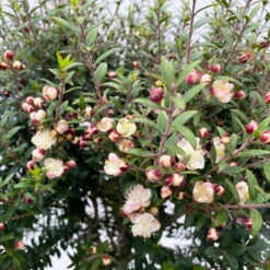 Myrte Weiß, Stamm, Topf-Ø 19 Cm -Günstiges Saat Zeit Geschäft 0670200102 Myrtus microphylla T19 8 112227