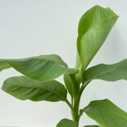 Bananenpflanze, Topf-Ø 17 Cm, Höhe Ca. 60 Cm, 2er-Set -Günstiges Saat Zeit Geschäft 0680100202 0680100219 Musa basjo 6 111828