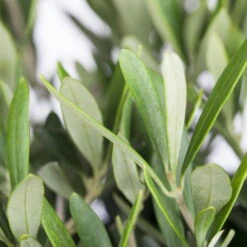 Olivenbaum, Busch, Topf-Ø 21 Cm, Höhe Ca. 50 Cm -Günstiges Saat Zeit Geschäft 0680200048 0680200051 0680200054 0680200057 0680200061 0680200075 Koelle Olea europaea Busch 76777 4