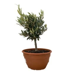 Olivenbaum 'Bonsai', Topf-Ø 20 Cm, Höhe Ca. 45 Cm -Günstiges Saat Zeit Geschäft 0680200051 Koelle Olea europaea Schale Bonsai 1 110027
