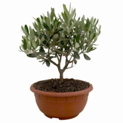 Olivenbaum 'Bonsai', Topf-Ø 20 Cm, Höhe Ca. 45 Cm -Günstiges Saat Zeit Geschäft 0680200051 Olea europaea Schale T20 Bonsai 1 114177
