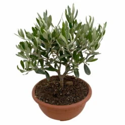 Olivenbaum 'Bonsai', Topf-Ø 20 Cm, Höhe Ca. 45 Cm -Günstiges Saat Zeit Geschäft 0680200051 Olea europaea Schale T20 Bonsai 3 114178