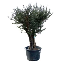 Olivenbaum, Stamm, Topf-Ø Ca. 60 Cm, Höhe Mind. 170 Cm -Günstiges Saat Zeit Geschäft 0680200104 Koelle Olea europaea Bonsai 7 109383
