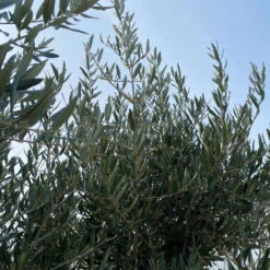 Olivenbaum, Stamm, Topf-Ø Ca. 60 Cm, Höhe Mind. 170 Cm -Günstiges Saat Zeit Geschäft 0680200104 Koelle Olea europaea Bonsai 9 109302