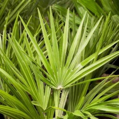 Chamaerops Humilis, Topf-Ø 22 Cm, Höhe Ca. 70 Cm -Günstiges Saat Zeit Geschäft 0680300018 0680300116 0680300138 Chamaerops humilis 1 78543