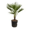 Chamaerops Humilis, Topf-Ø 22 Cm, Höhe Ca. 70 Cm -Günstiges Saat Zeit Geschäft 0680300116 Chamaerops humilis T22 H80 4 92465