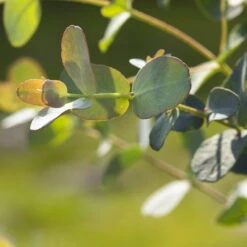 Eukalyptus, Stamm, Topf-Ø 21 Cm, Höhe Ca. 90 Cm 15 Eukalyptus, Stamm, Topf-Ø 21 Cm, Höhe Ca. 90 Cm -Günstiges Saat Zeit Geschäft 0680400001 0680400007 0680400010 0680400016 0680400019 0680400021 Eucalyptus gunii Busch1 77878 1