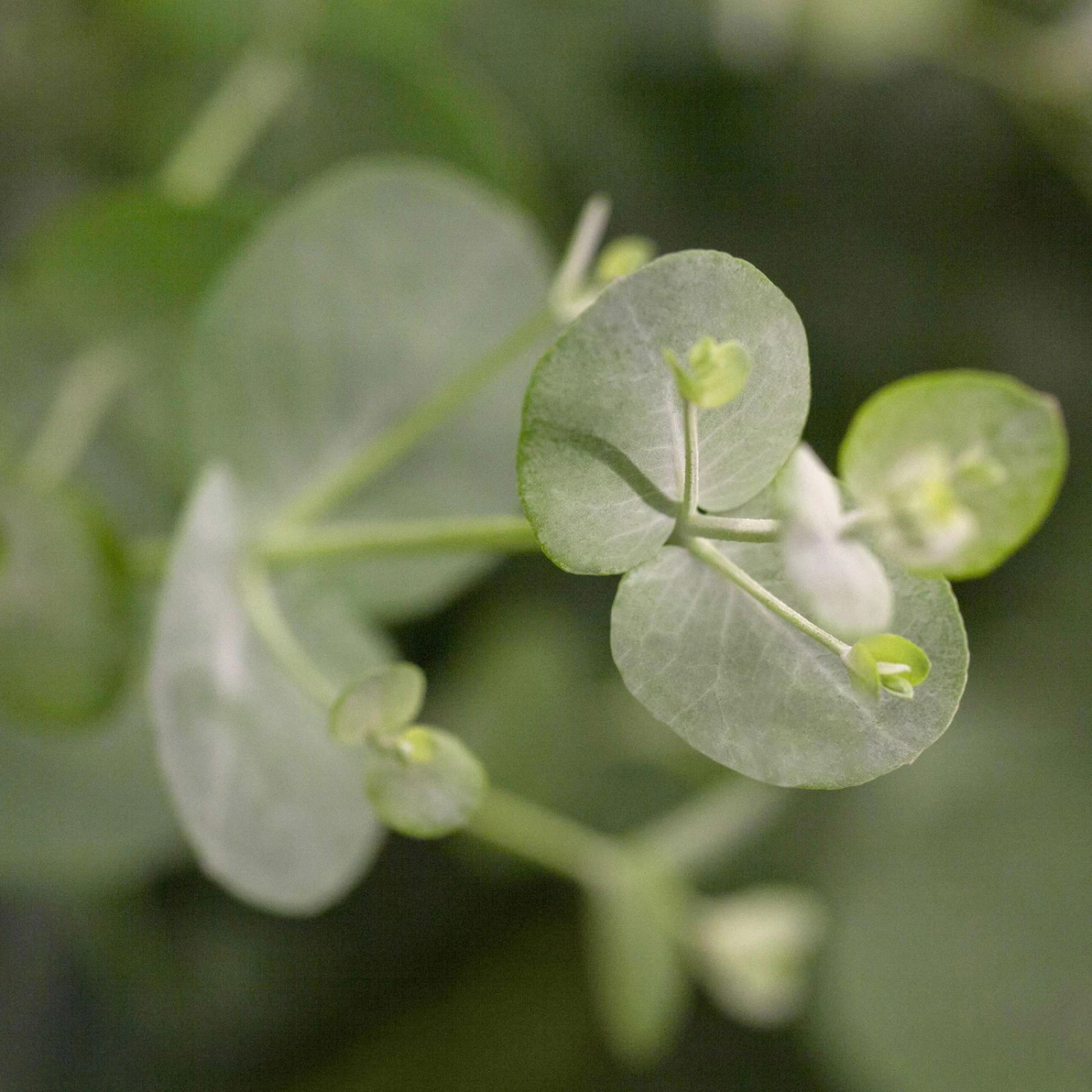 Eukalyptus 'Baby Blue', Busch, Topf-Ø 14 Cm, Höhe Ca. 25 Cm, 2er-Set 5 Eukalyptus 'Baby Blue', Busch, Topf-Ø 14 Cm, Höhe Ca. 25 Cm, 2er-Set – Bild 3